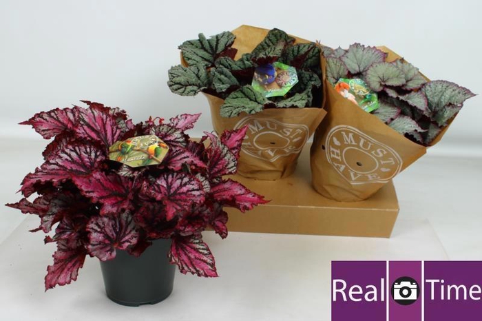 <h4>BEG BEL GEM</h4>