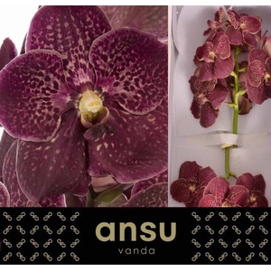 Vanda Su Chocola Red