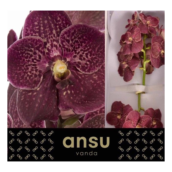 <h4>Vanda Su Chocola Red</h4>