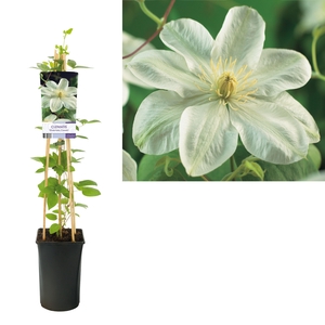 Clematis 'Guernsey Cream' +light label