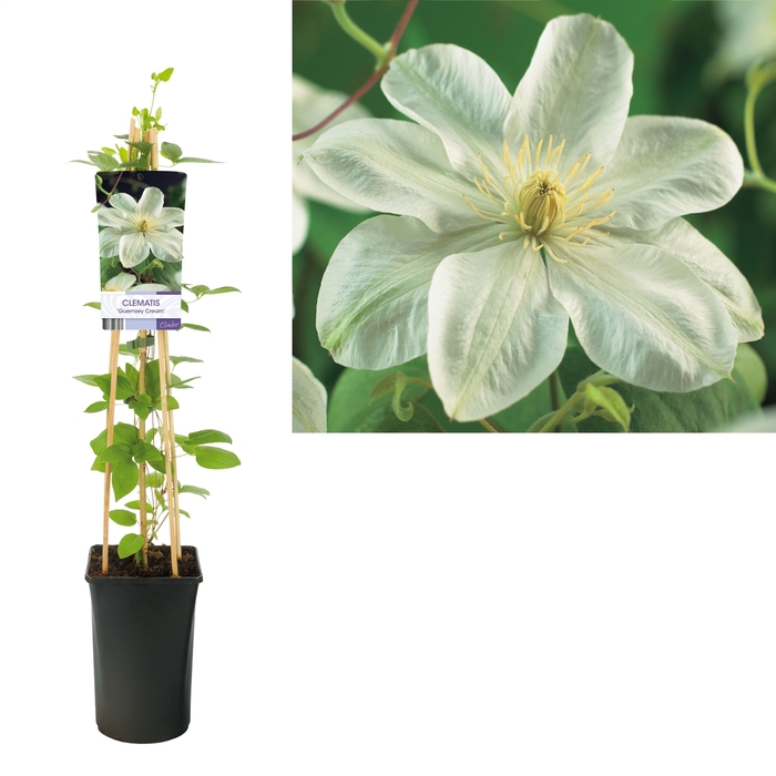 <h4>Clematis 'Guernsey Cream' +light label</h4>
