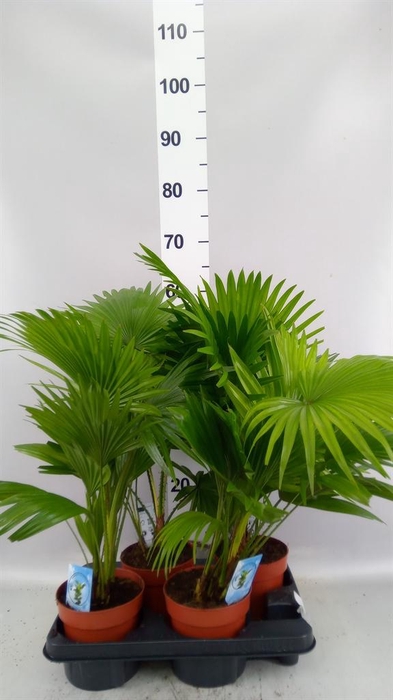 Livistona rotundifolia