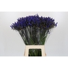 Agapanthus EYFORI Blue