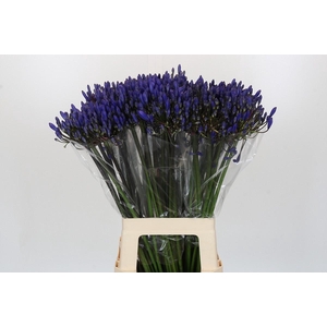 Agapanthus Eyfori Blue