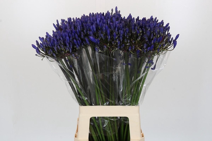 <h4>Agapanthus EYFORI Blue</h4>