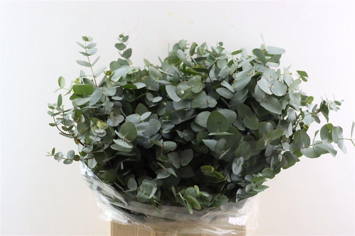 <h4>Euca Cinerea 400gr South Africa P Bunch</h4>