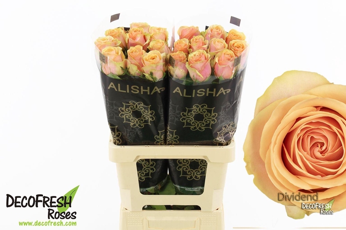 <h4>R Gr Dividend</h4>