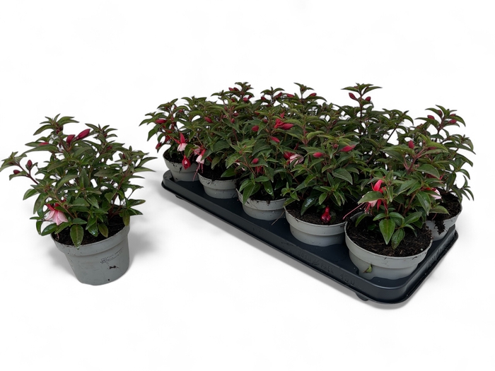 <h4>FUCHSIA OV</h4>