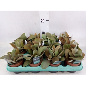 Kalanchoe NF orygalis