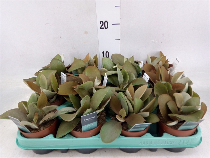 <h4>Kalanchoe NF orygalis</h4>