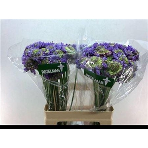 Scab At Lavend Scoop