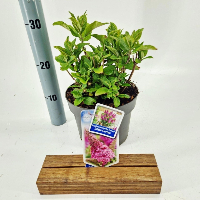 Buddleja Butterfly Candy Gemengd