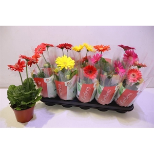 arr8 Ger Colourgame Gem