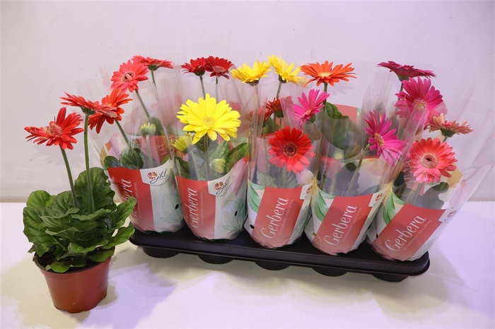 <h4>Ger Colourgame Gem</h4>