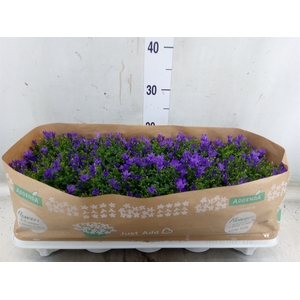 Campanula porten.