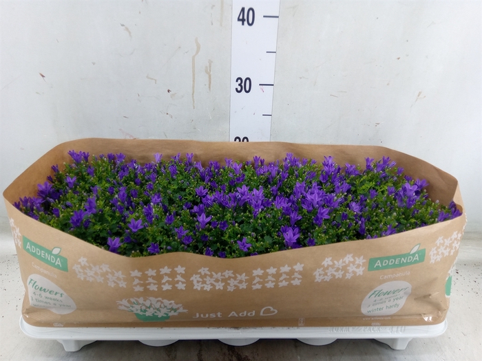 <h4>Campanula porten.</h4>