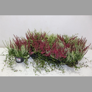 Callu Gg Kombi + Muelenbeckia