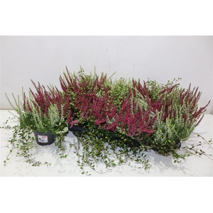 Callu Gg Kombi + Muelenbeckia