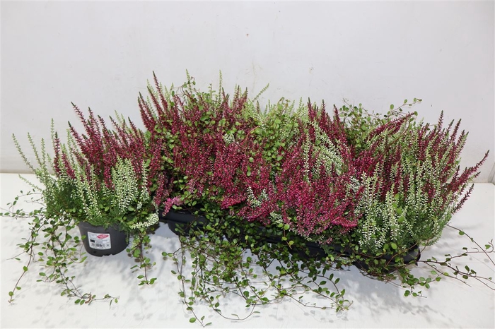 <h4>Callu Gg Kombi + Muelenbeckia</h4>