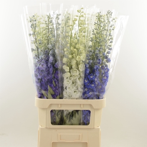 Delphinium Mix