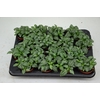 Fittonia Mosaic Marble Green