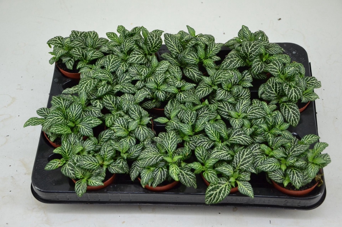 Fittonia Mosaic Marble Green