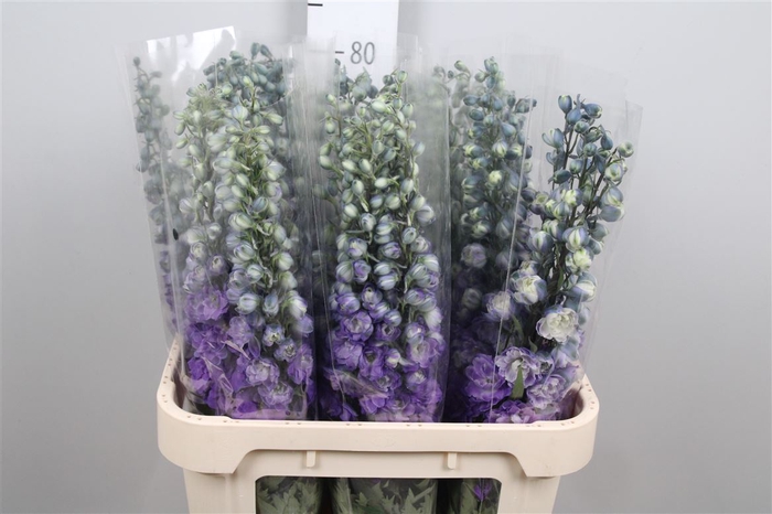 <h4>Delph Du Purple Heart</h4>