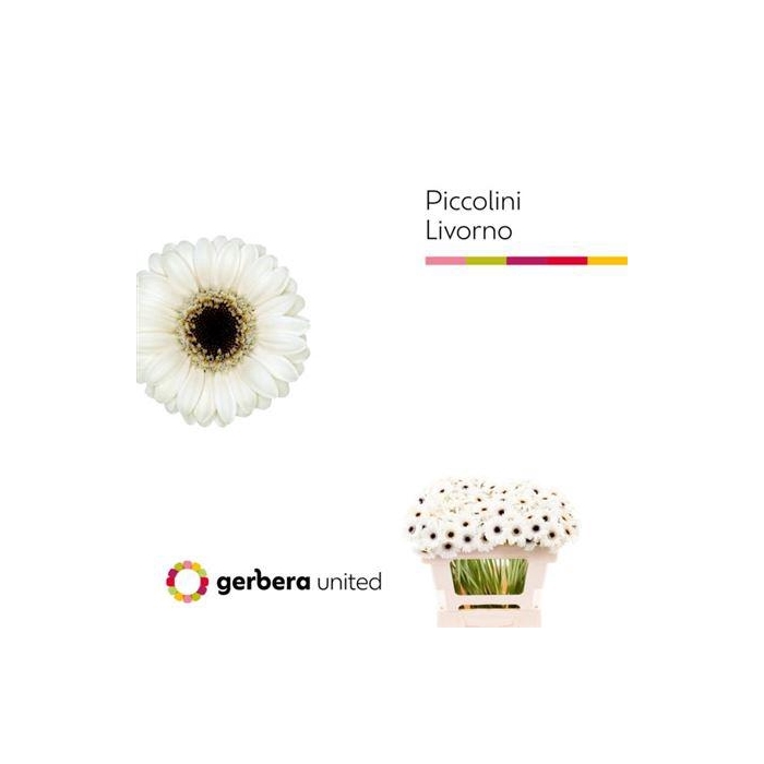 <h4>Ge Mi Piccolini Livorno</h4>