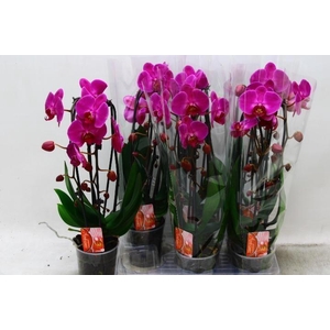 PHAL EL CASCADE