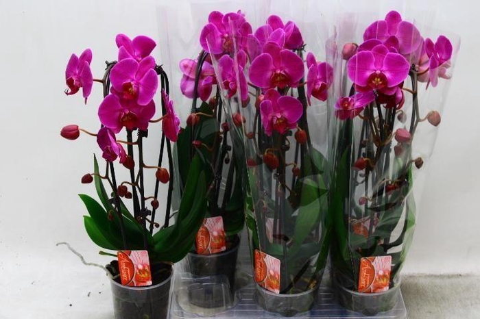 <h4>PHAL EL CASCADE</h4>