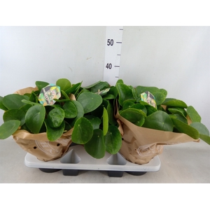 Pilea peperomoides