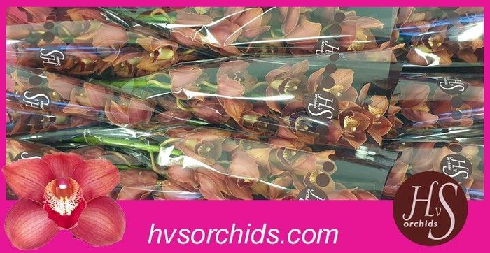 <h4>CYMB T VICTORIA 50 CM</h4>