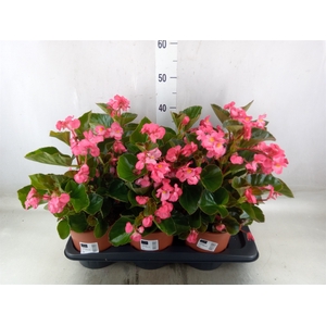 Begonia  'Big Rose wBronze Leaf'