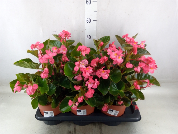 <h4>Begonia  'Big Rose wBronze Leaf'</h4>