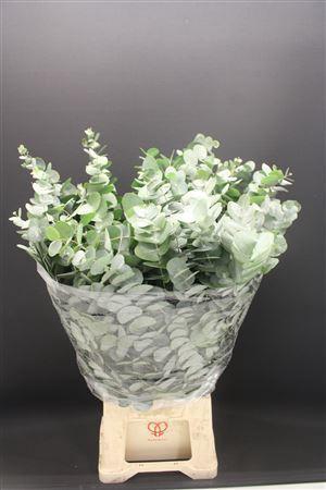 <h4>EUCALYPTUS 'CINEREA'</h4>