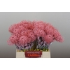 Nutans Painted Baby Pink