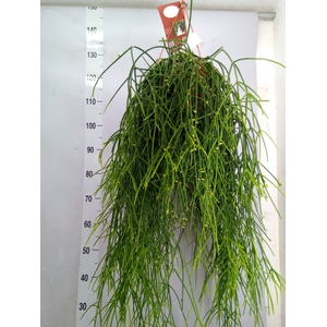 Rhipsalis burchellii