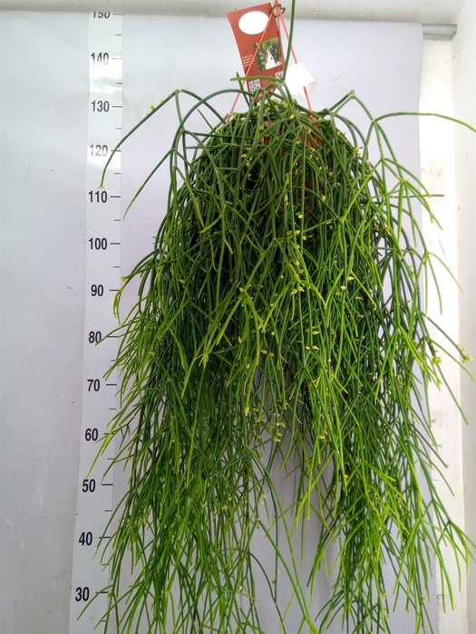 <h4>Rhipsalis burchellii</h4>