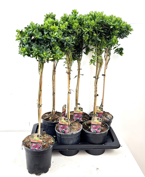 <h4>POLYGA MYRTIFOLIA</h4>