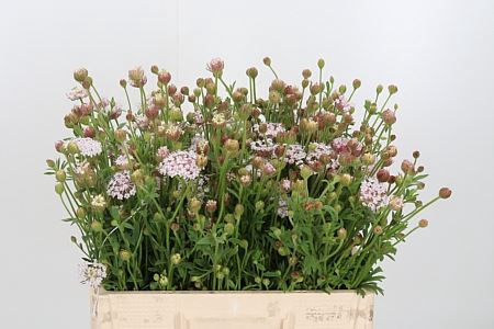 Didiscus Roze