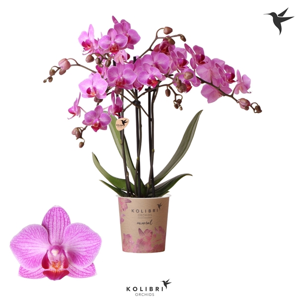 <h4>Phalaenopsis Multifloratypes Anthura Stuttgart</h4>