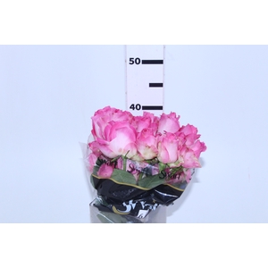ROSA CANDY AVALANCHE 040 CM ESTUFA