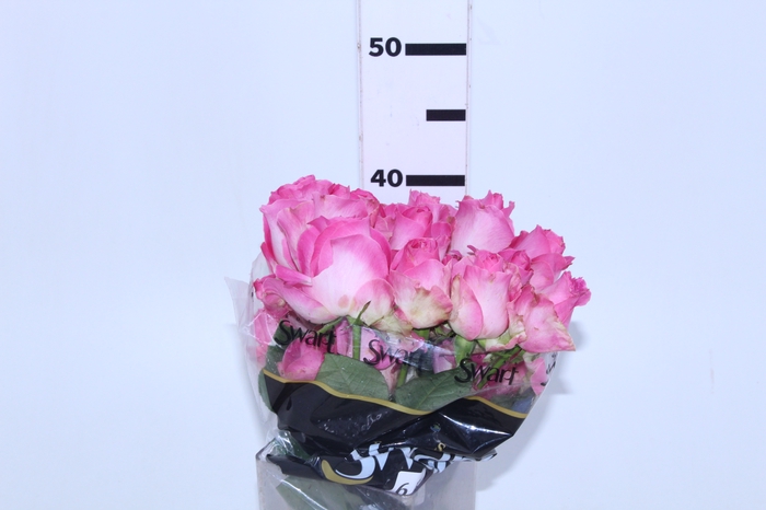 ROSA CANDY AVALANCHE 040 CM ESTUFA