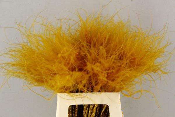 <h4>Df Stypha 60cm Bs Apricot</h4>