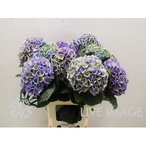 Hydrangea mag opal classic