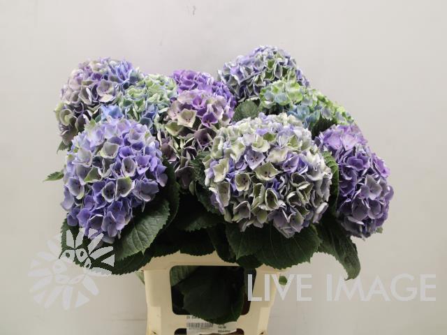 <h4>Hydrangea mag opal classic</h4>