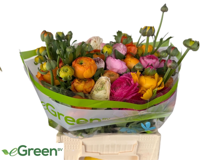 <h4>RAN GEM IN FUST</h4>