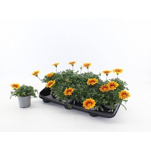 Gazania splen. 'Magic'