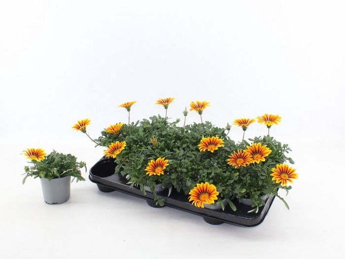 <h4>Gazania splen. 'Magic'</h4>