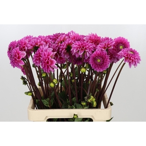 Dahlia Sandra